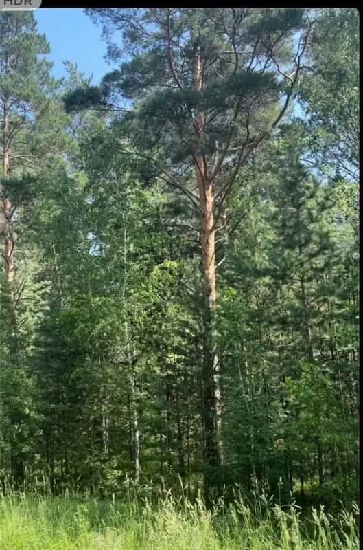 Участок 97 сот. под базу отдыха у воды, Обские плесы