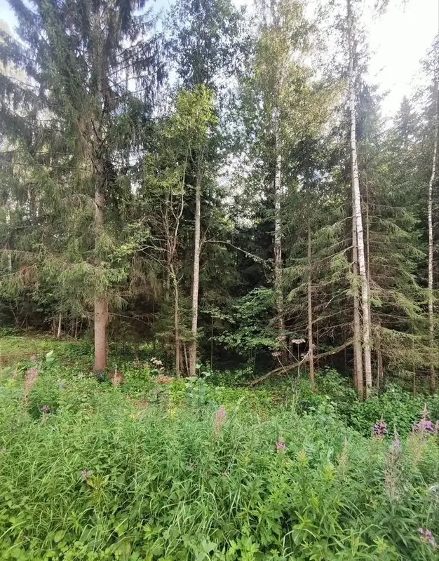 Участок 3,05 га, Волоколамский городской округ, Московская область — фото 8