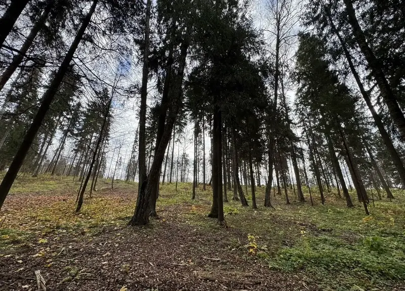 Участок 6,17 га (ИЖС), Рузский городской округ, Московская область — фото 4