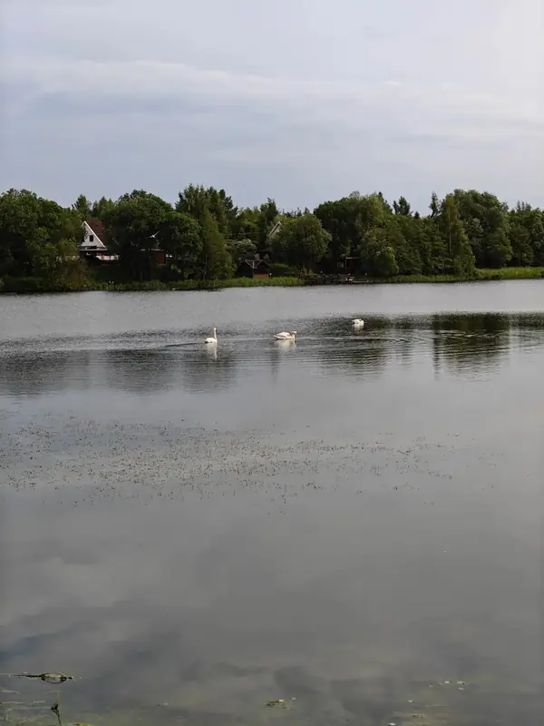 Участок 3,95 га у воды, Московская область — фото 8