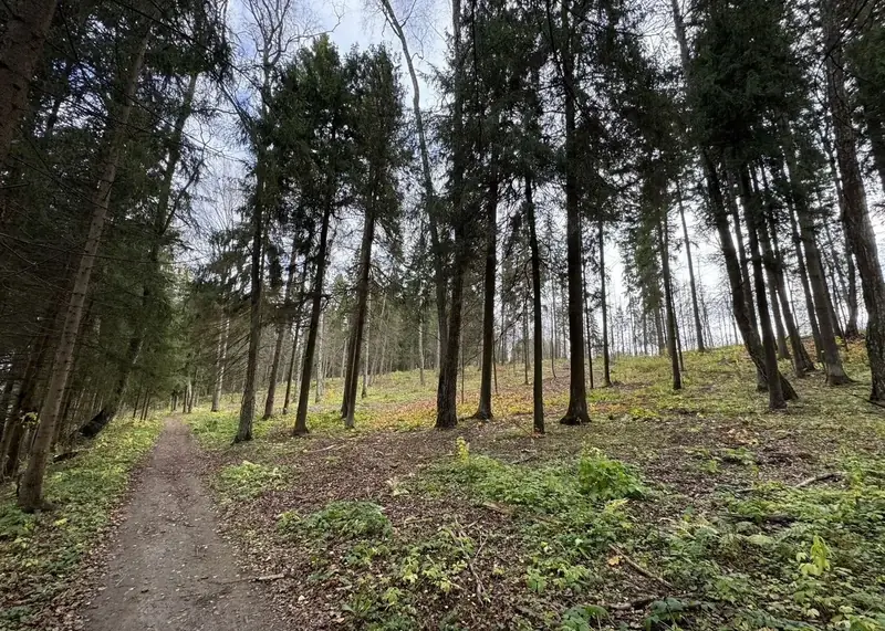 Участок 6,17 га (ИЖС), Рузский городской округ, Московская область — фото 13