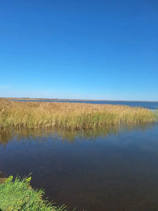 Видовой участок на полуострове у Обского моря, Ордынский район, Новосибирская область — фото 2