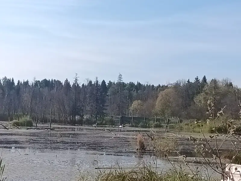 Участок 7,2га с прудом в Глазовском районе, Удмуртская Республика — фото 2